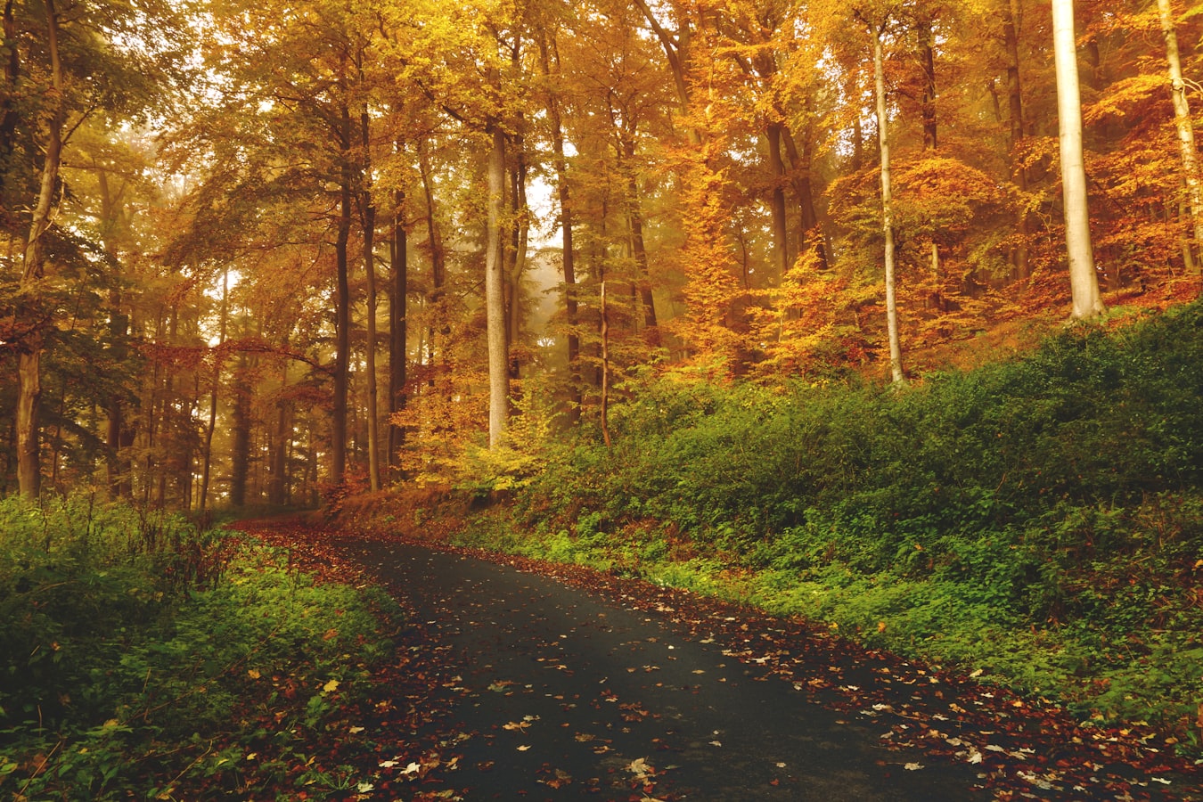 Autumn forest